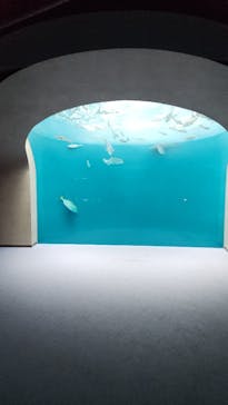 四国水族館に投稿された画像（2025/8/26）