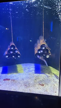 四国水族館に投稿された画像（2025/8/26）