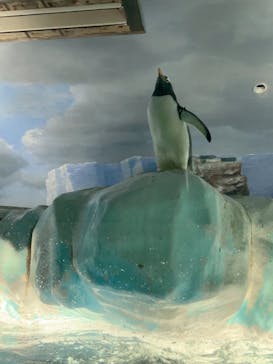 名古屋港水族館に投稿された画像（2025/8/26）