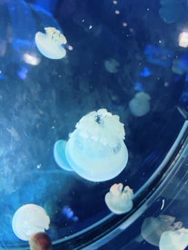 名古屋港水族館に投稿された画像（2025/8/26）
