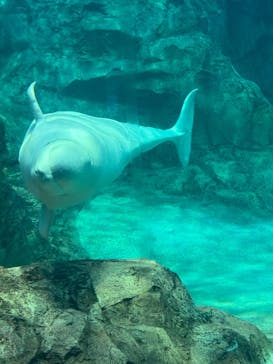 名古屋港水族館に投稿された画像（2025/8/26）