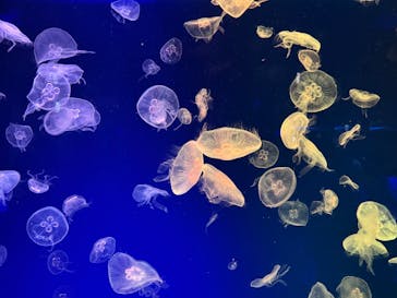 名古屋港水族館に投稿された画像（2025/8/26）