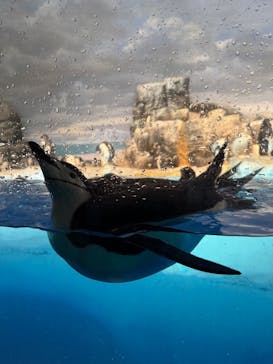 名古屋港水族館に投稿された画像（2025/8/26）