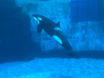 名古屋港水族館に投稿された画像（2025/8/26）