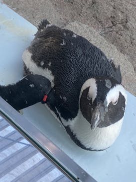 京都水族館に投稿された画像（2025/8/26）