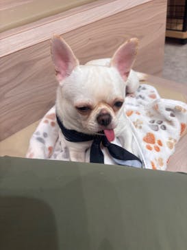 いぬカフェRio 富士見店に投稿された画像（2025/8/26）