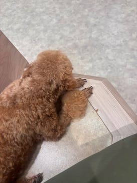 いぬカフェRio 富士見店に投稿された画像（2025/8/26）