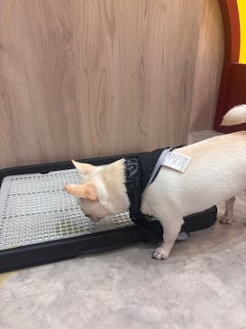 いぬカフェRio 富士見店に投稿された画像（2025/8/26）