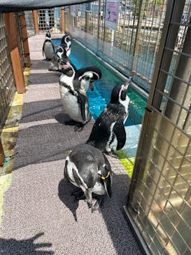 伊豆・三津シーパラダイスに投稿された画像（2025/8/26）