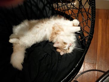 猫カフェモカ　渋谷センター街店に投稿された画像（2025/8/26）