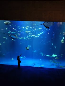 四国水族館に投稿された画像（2025/8/26）