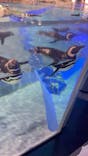 すみだ水族館に投稿された画像（2025/8/26）