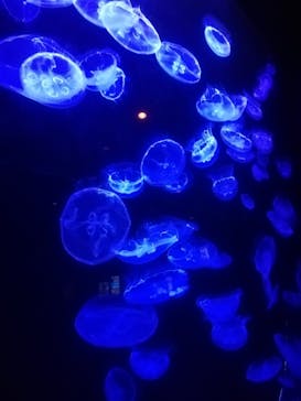 沖縄美ら海水族館に投稿された画像（2025/8/26）