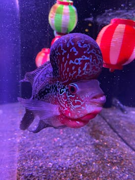 マクセル アクアパーク品川に投稿された画像（2025/8/26）