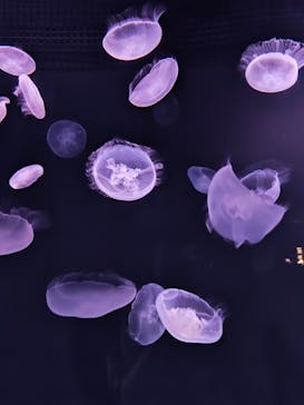 サンシャイン水族館に投稿された画像（2025/8/26）