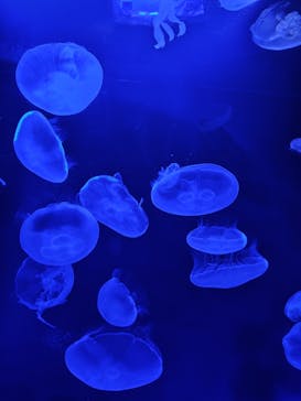 サンシャイン水族館に投稿された画像（2025/8/26）