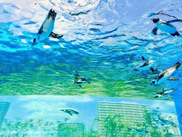 サンシャイン水族館に投稿された画像（2025/8/26）