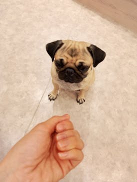 いぬカフェRio 富士見店に投稿された画像（2025/8/26）