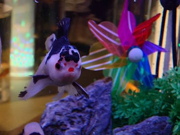 錦鯉・金魚アクアリウム in ときメッセに投稿された画像（2025/8/26）