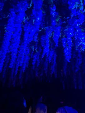 ニジゲンノモリに投稿された画像（2025/8/26）