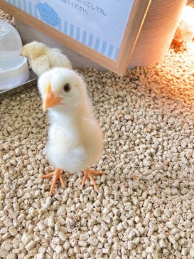 Moff animal cafe iias つくば店に投稿された画像（2025/8/26）