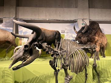 特別展「氷河期展 〜人類が見た4万年前の世界〜」（国立科学博物館）に投稿された画像（2025/8/26）