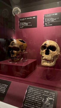 特別展「氷河期展 〜人類が見た4万年前の世界〜」（国立科学博物館）に投稿された画像（2025/8/26）