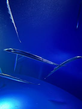 サンシャイン水族館に投稿された画像（2025/8/26）