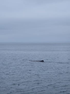 観光船はまなすに投稿された画像（2025/8/26）