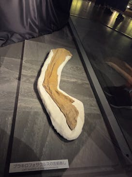 福井県立恐竜博物館に投稿された画像（2025/8/27）