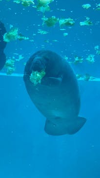 沖縄美ら海水族館に投稿された画像（2025/8/27）