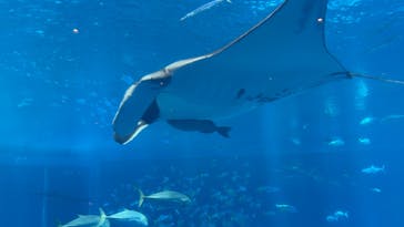 沖縄美ら海水族館に投稿された画像（2025/8/27）