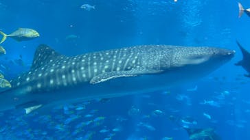 沖縄美ら海水族館に投稿された画像（2025/8/27）