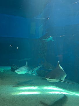 沖縄美ら海水族館に投稿された画像（2025/8/27）