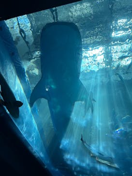 沖縄美ら海水族館に投稿された画像（2025/8/27）
