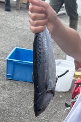 福将丸に投稿された画像（2025/8/27）