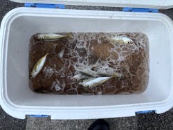 福将丸に投稿された画像（2025/8/27）