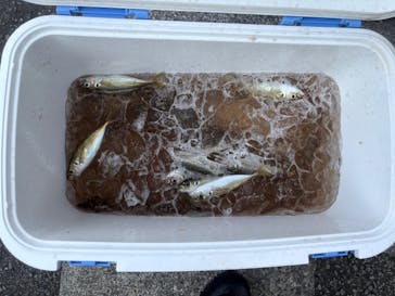 福将丸に投稿された画像（2025/8/27）