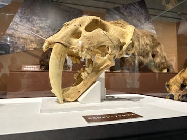 特別展「氷河期展 〜人類が見た4万年前の世界〜」（国立科学博物館）に投稿された画像（2025/8/27）