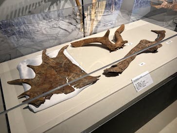 特別展「氷河期展 〜人類が見た4万年前の世界〜」（国立科学博物館）に投稿された画像（2025/8/27）