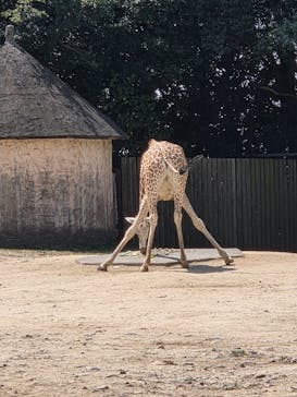 東武動物公園に投稿された画像（2025/8/27）