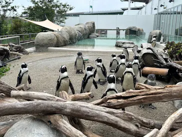 仙台うみの杜水族館に投稿された画像（2025/8/27）