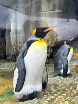 仙台うみの杜水族館に投稿された画像（2025/8/27）
