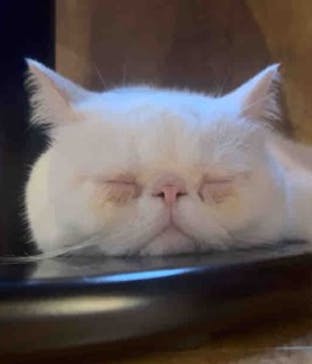 猫カフェモカ　池袋東口店に投稿された画像（2025/8/27）