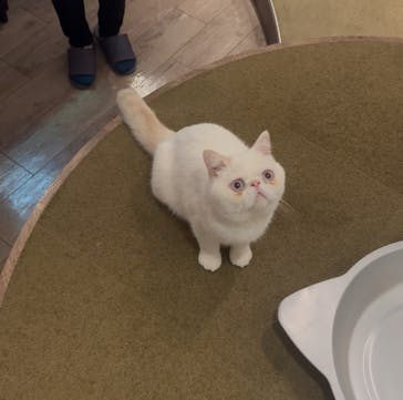 猫カフェモカ　池袋東口店に投稿された画像（2025/8/27）