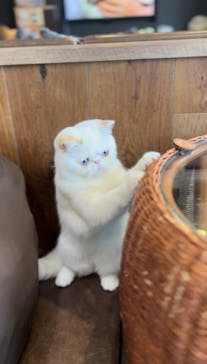 猫カフェモカ　池袋東口店に投稿された画像（2025/8/27）