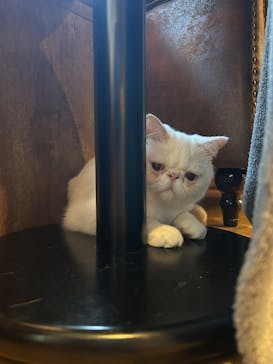 猫カフェモカ　池袋東口店に投稿された画像（2025/8/27）