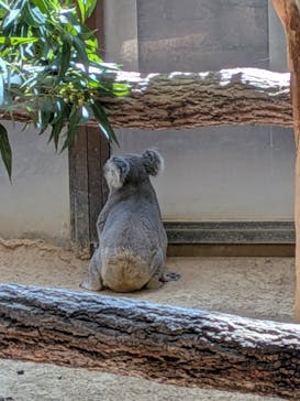 名古屋市東山動植物園に投稿された画像（2025/8/27）