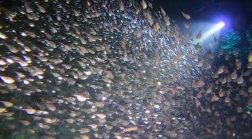 武藤潜水に投稿された画像（2025/8/27）