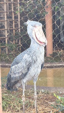 恩賜上野動物園に投稿された画像（2025/8/27）